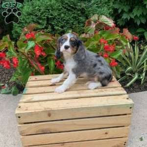 Chase, Cavalier King Charles Spaniel Puppy